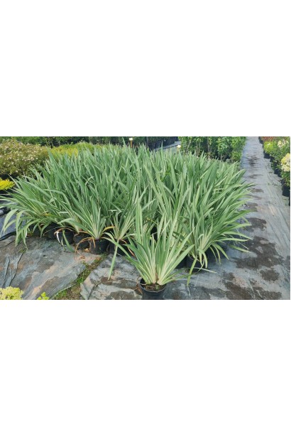 Ірис щетинистий Варієгата - 3л/вис.40-50см/Ø40-50см